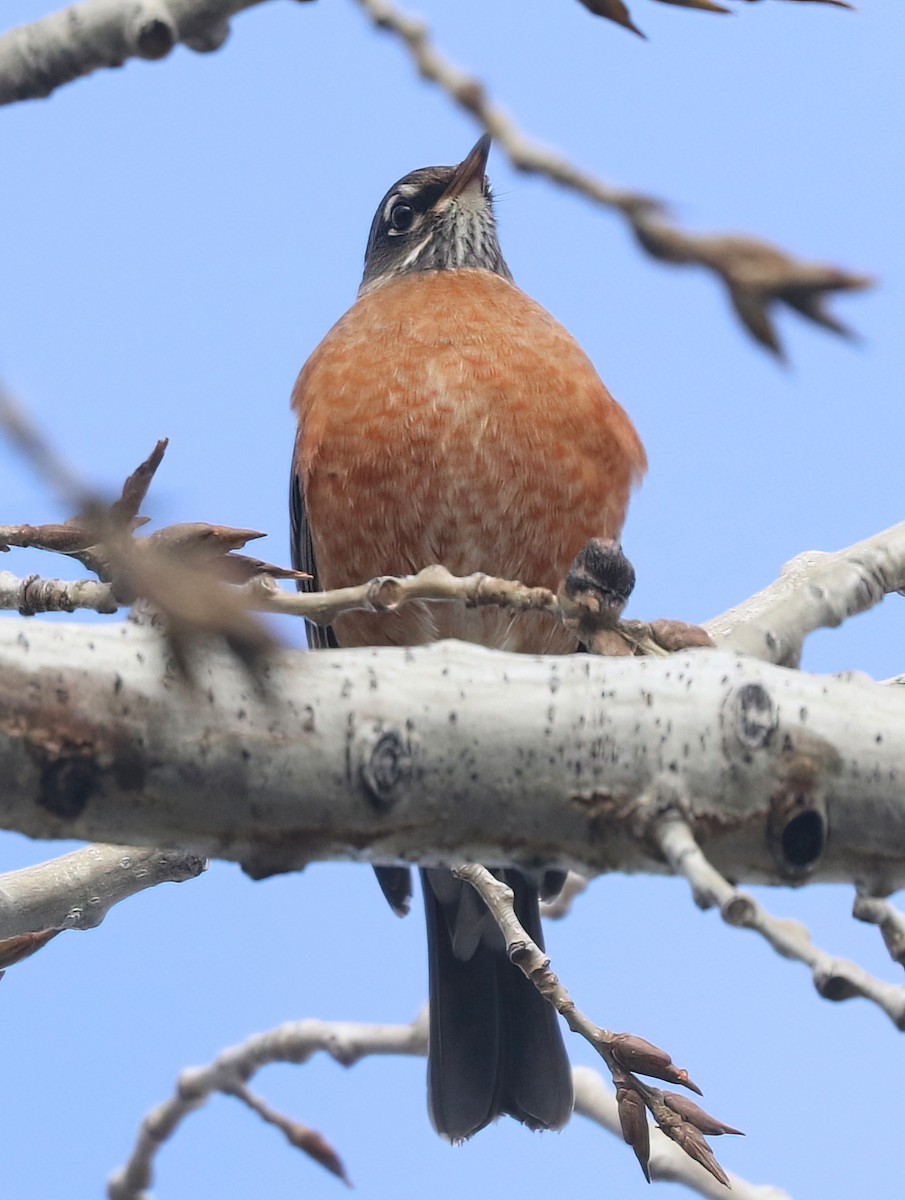 Zorzal Americano - ML645977320