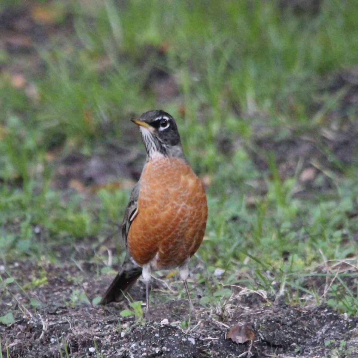 Zorzal Americano - ML645977321