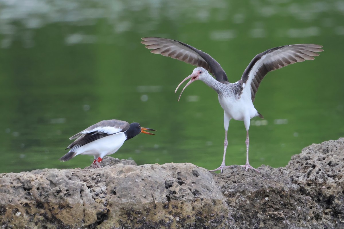 Ostrero Pío Americano - ML645977322