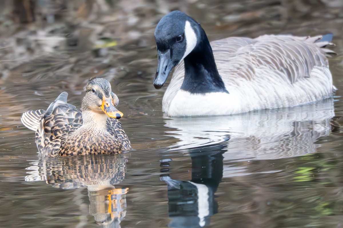 Ánade Azulón - ML645977323