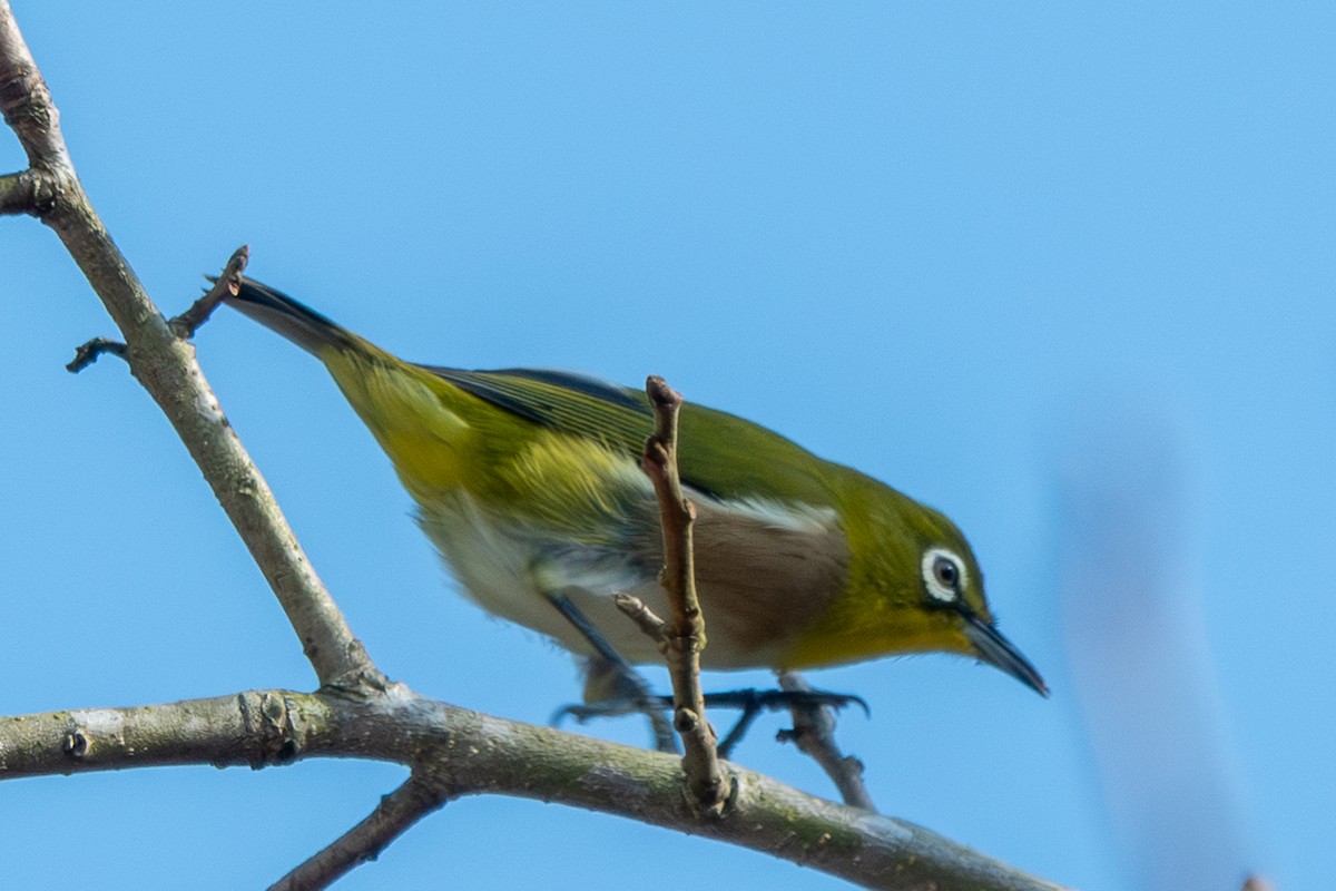 Anteojitos Japonés - ML645977324