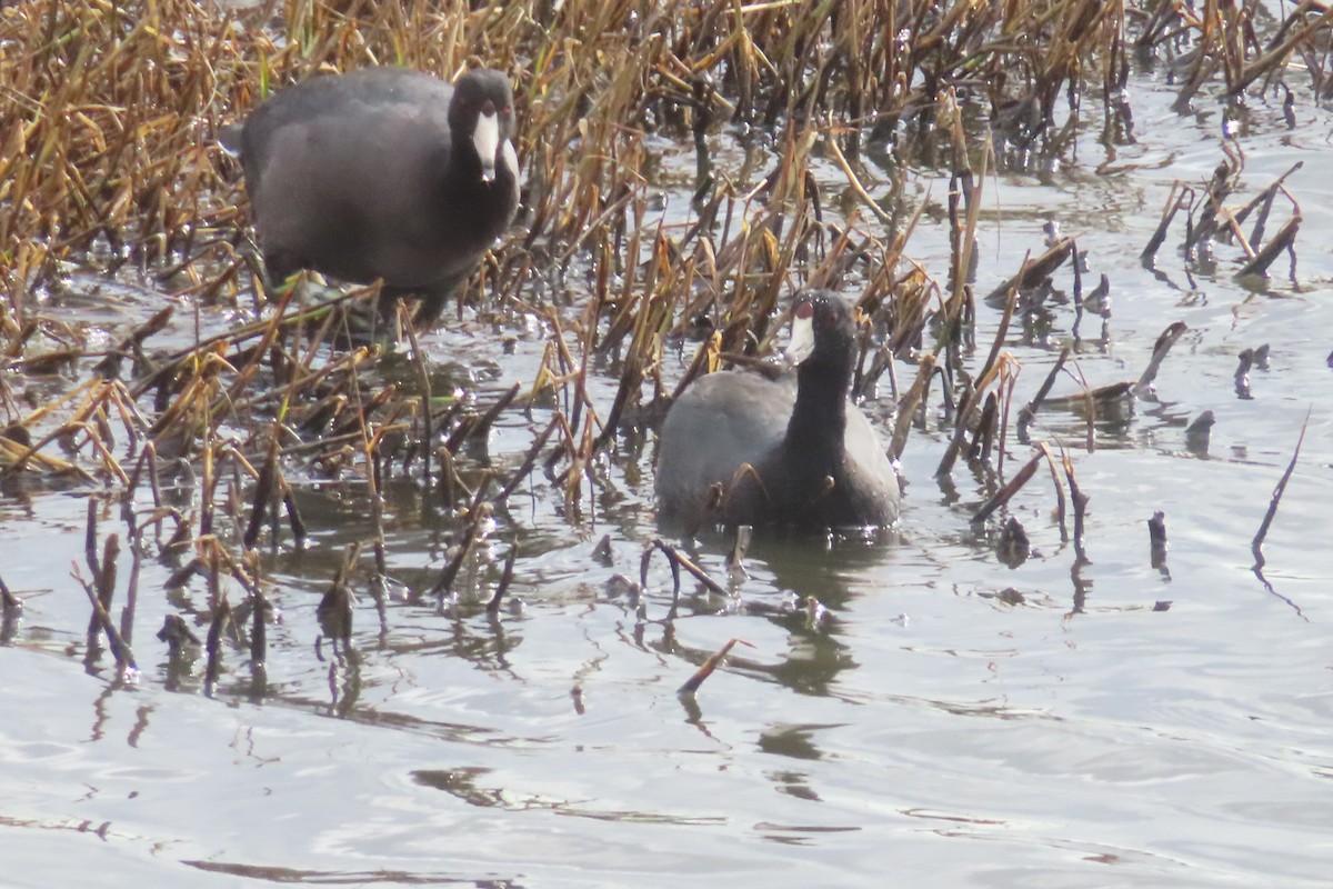 Focha Americana - ML645977326