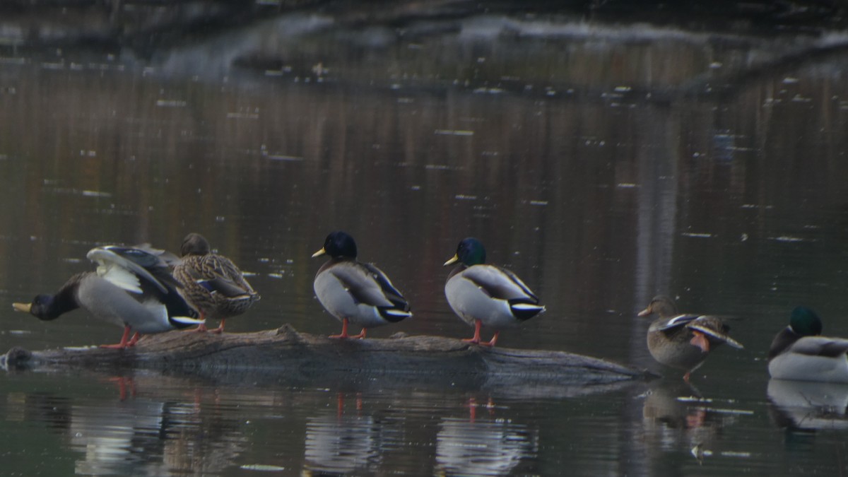 Ánade Azulón - ML645977328