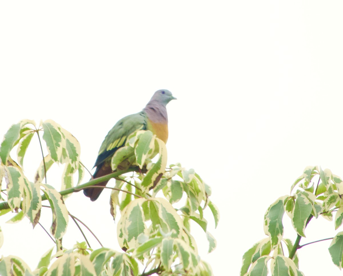 Vinago Cuellirrosa - ML645977329