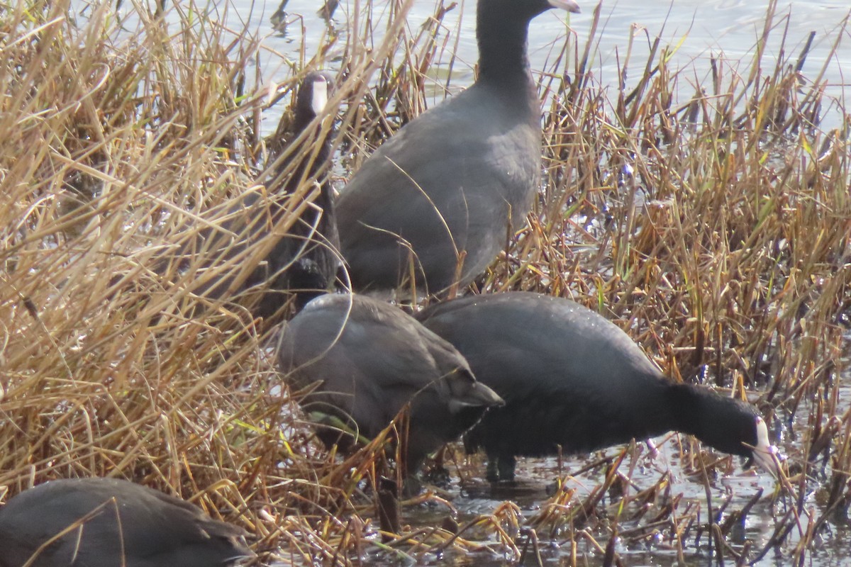 Focha Americana - ML645977331