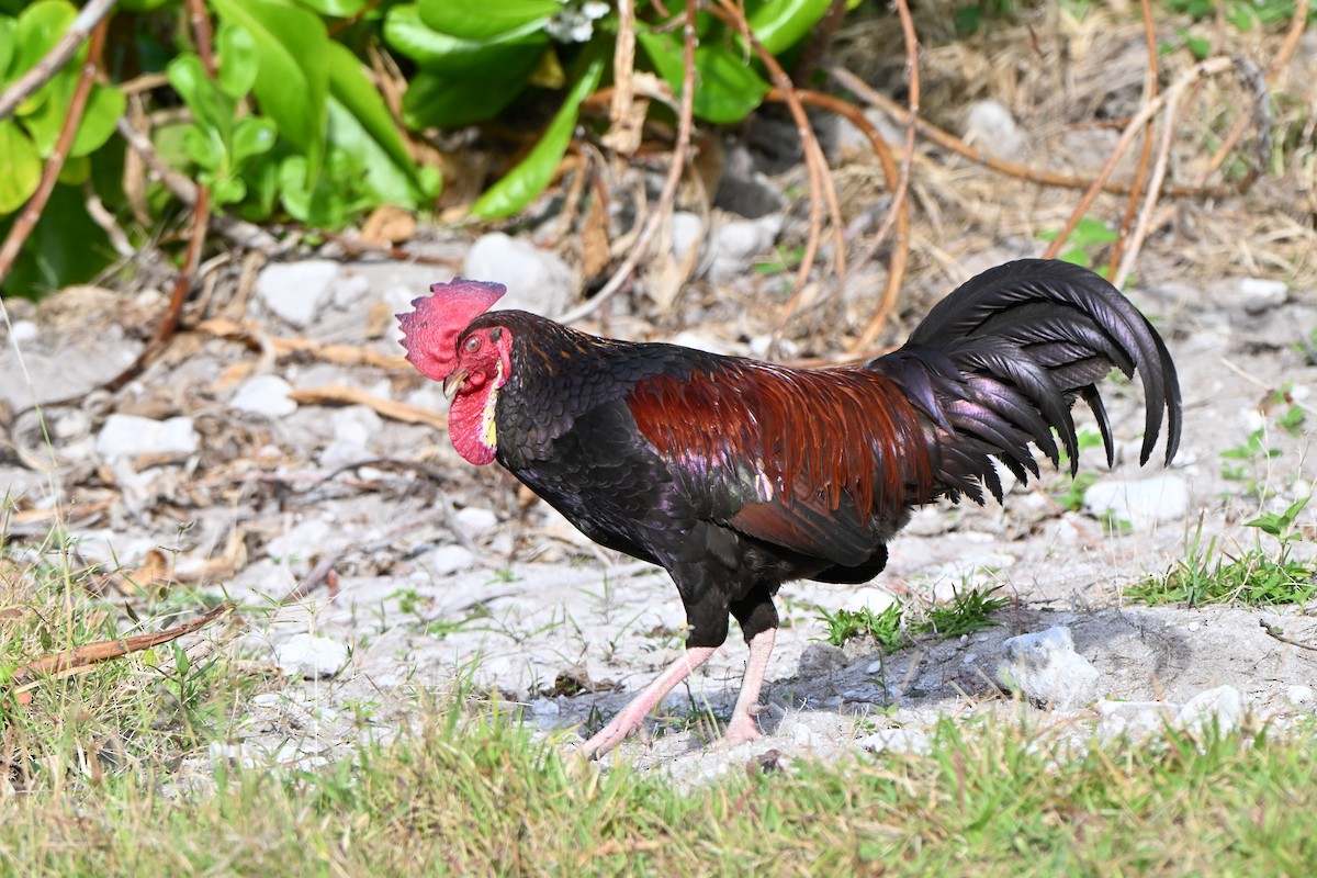 Gallo Bankiva (variedad doméstica) - ML645977332