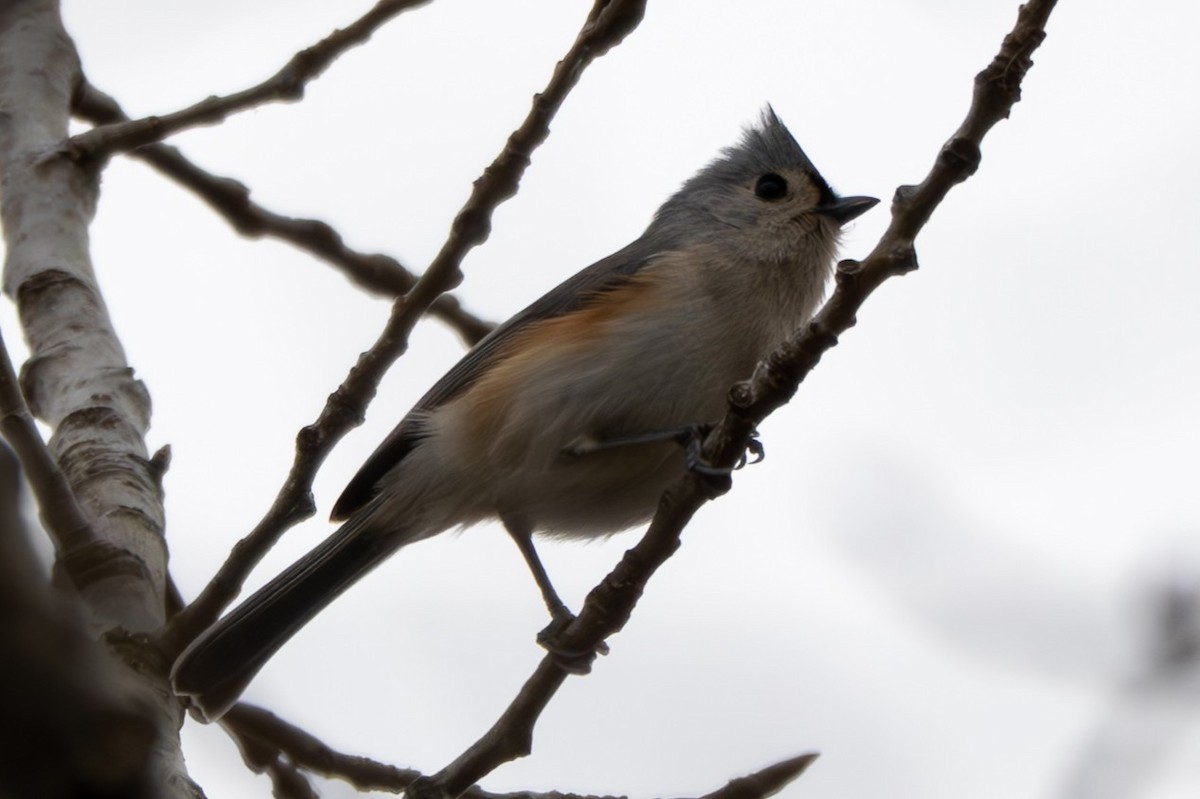 Herrerillo Bicolor - ML645977333