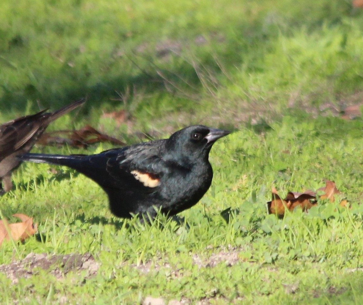 Sargento Tricolor - ML645977334