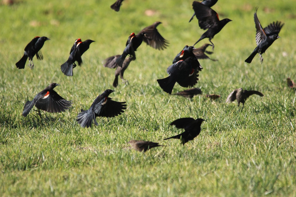 Tricolored Blackbird - ML645977335