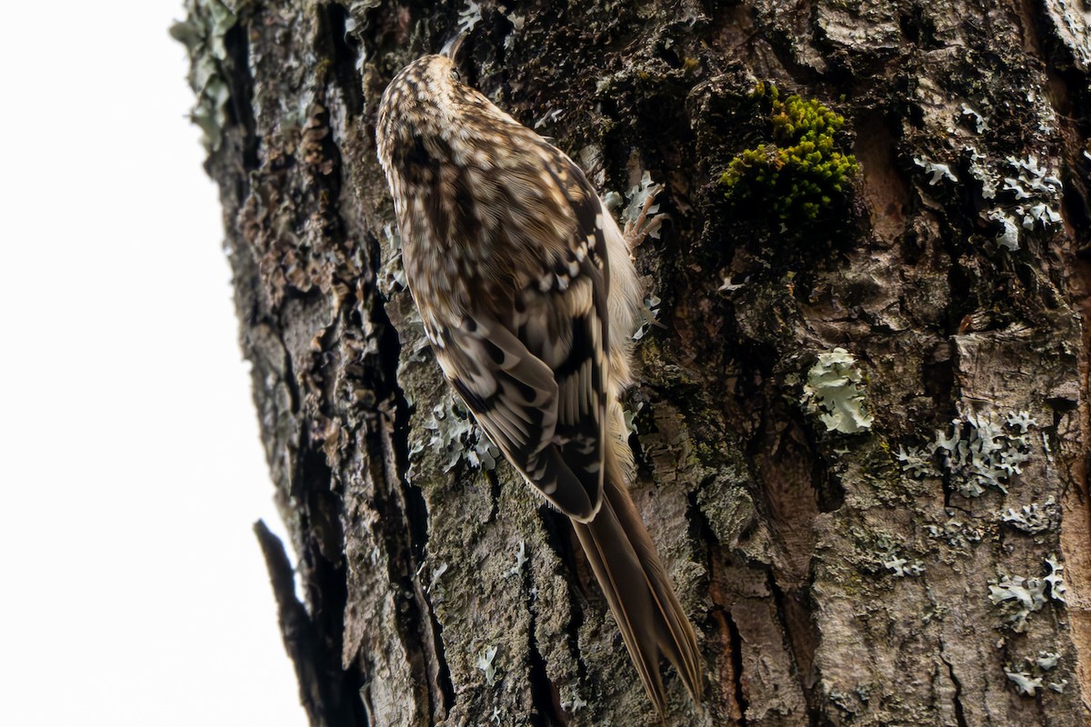 Agateador Americano - ML645977338