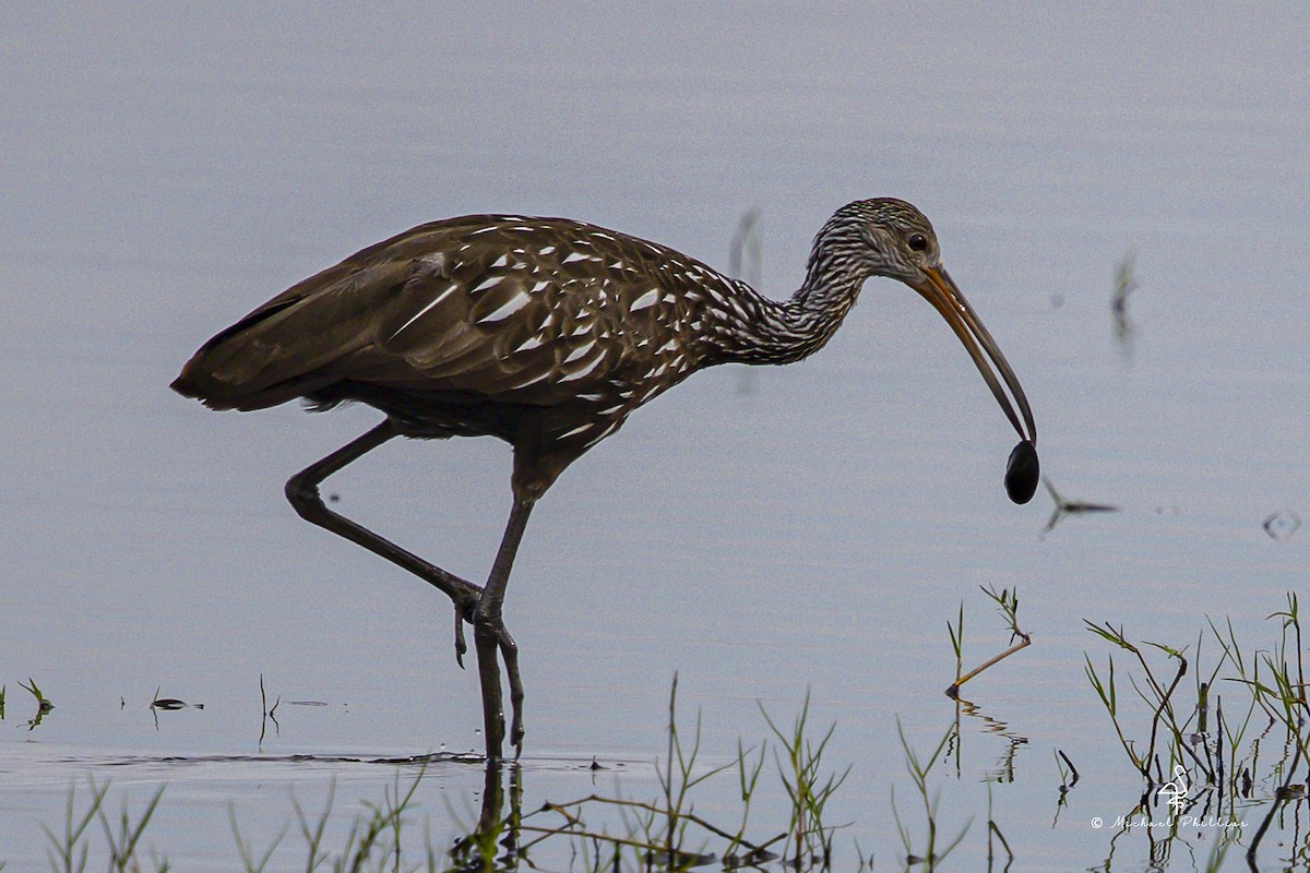 Carrao - ML645977339