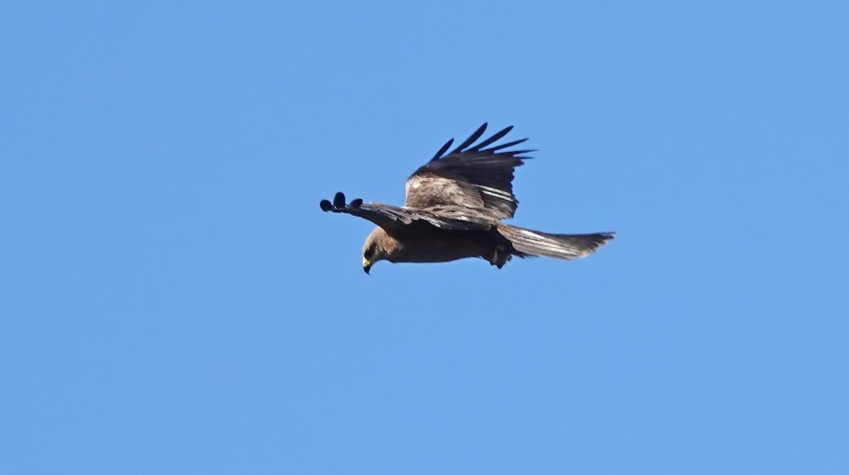 Milano Negro - ML645977340