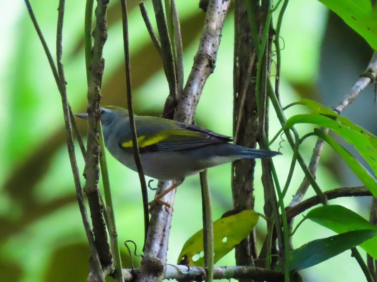 Paruline à ailes dorées - ML645977341