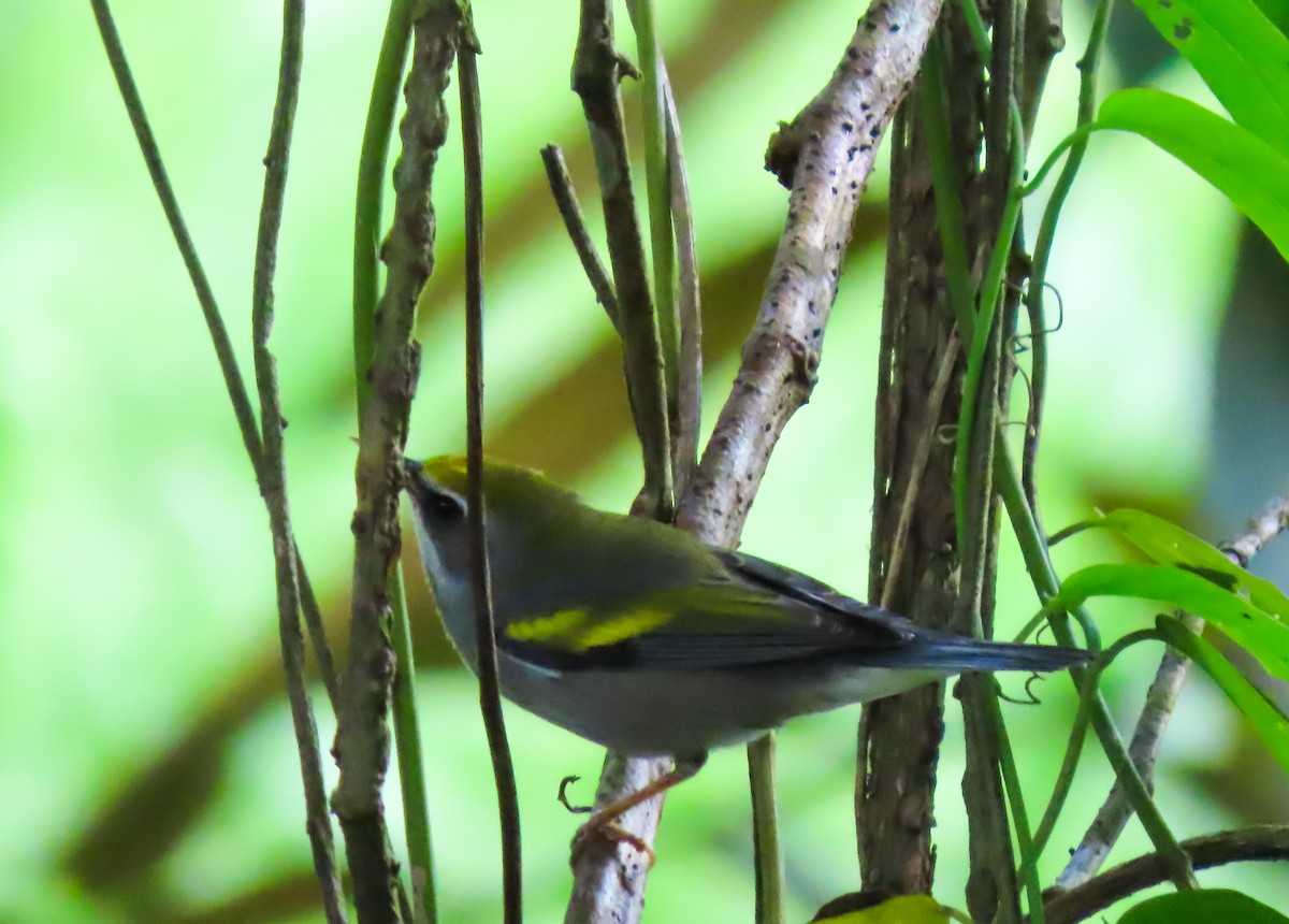 Paruline à ailes dorées - ML645977342