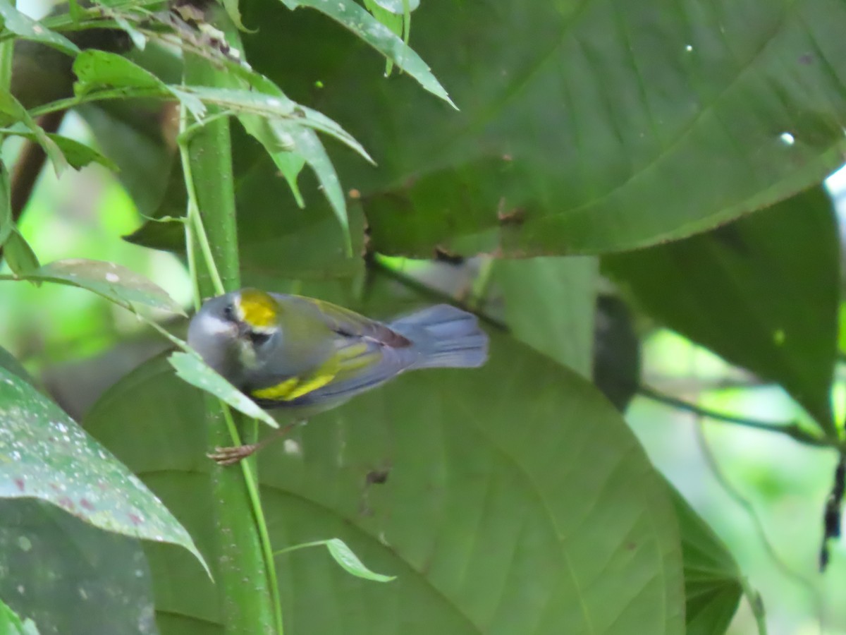 Paruline à ailes dorées - ML645977343