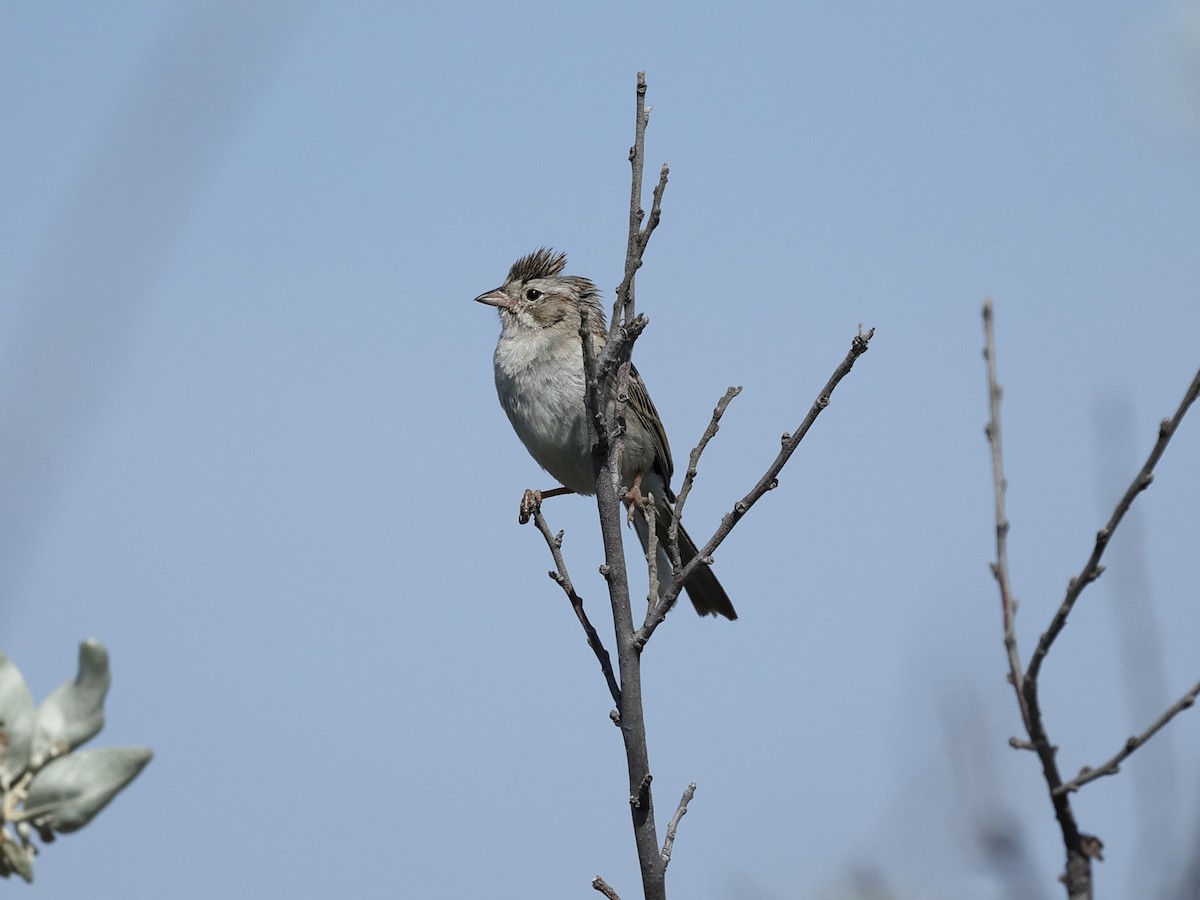 Brewer's Sparrow - ML645977349