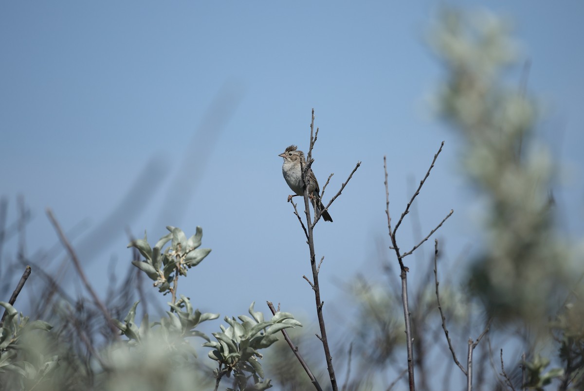 Brewer's Sparrow - ML645977350