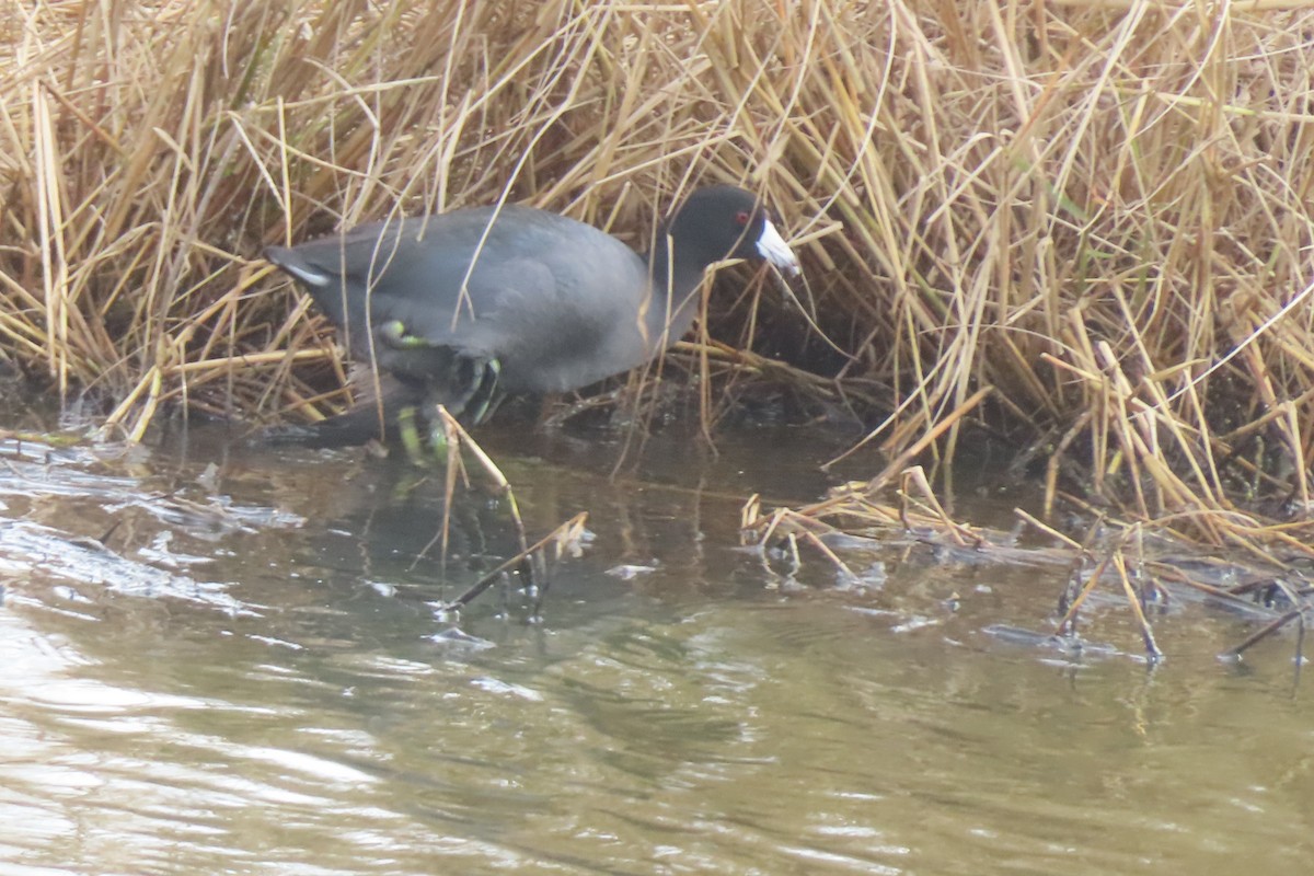 American Coot - ML645977355