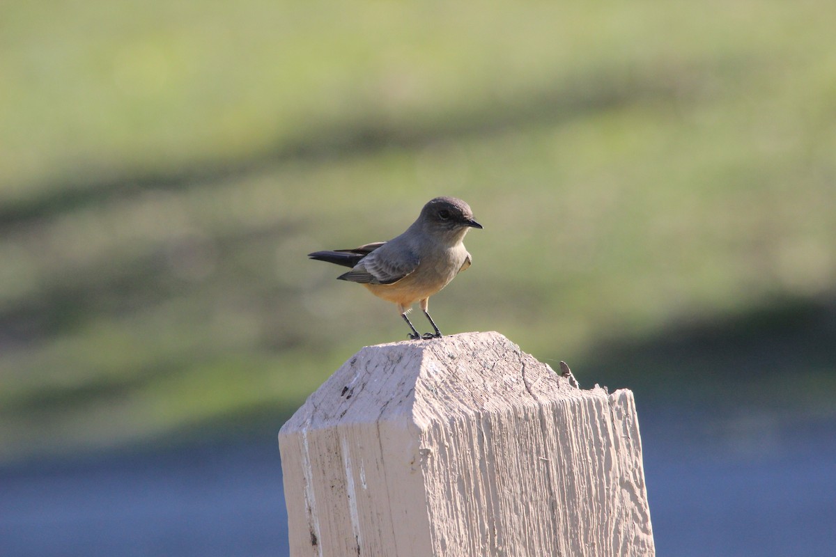 Say's Phoebe - ML645977356