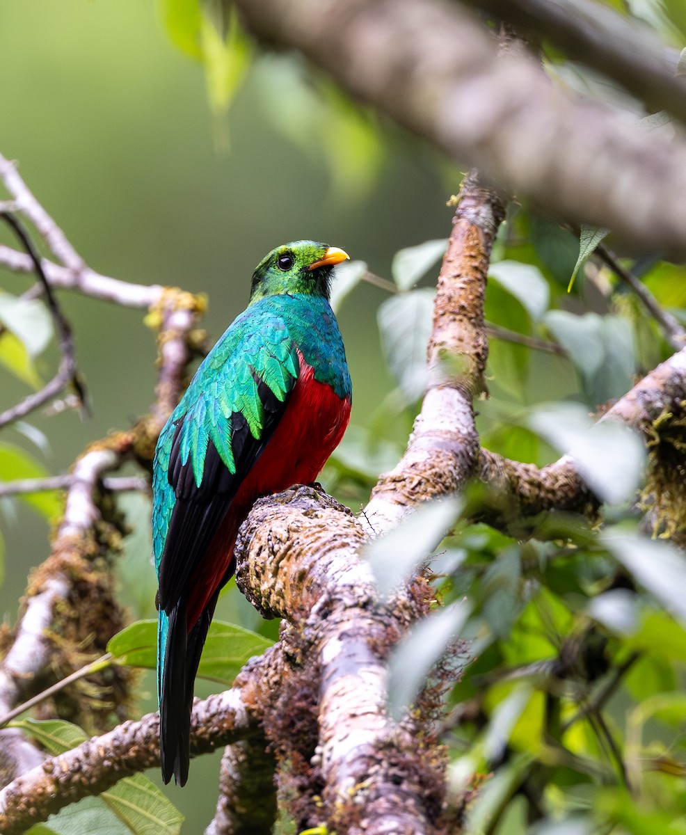 Quetzal Cabecidorado - ML645977360