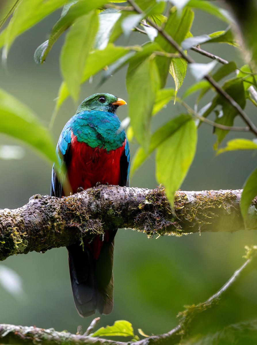 Quetzal Cabecidorado - ML645977361