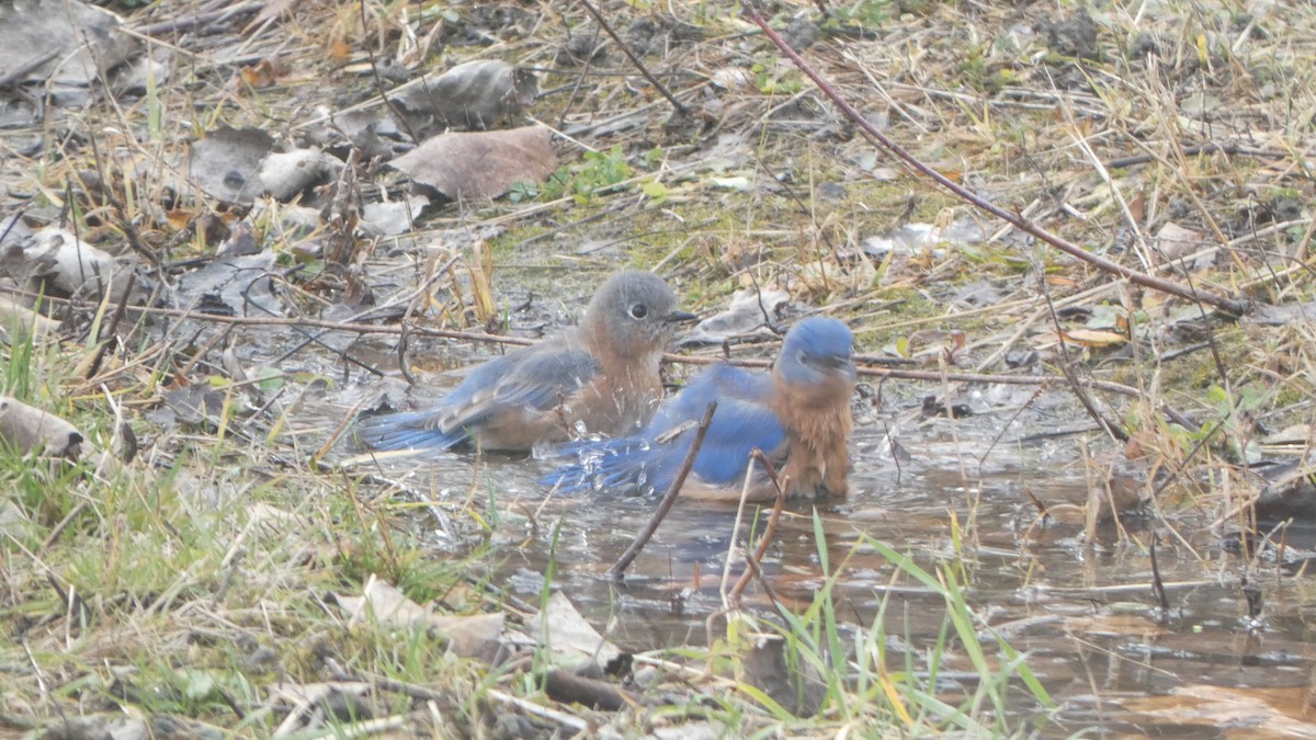 Eastern Bluebird - ML645977363