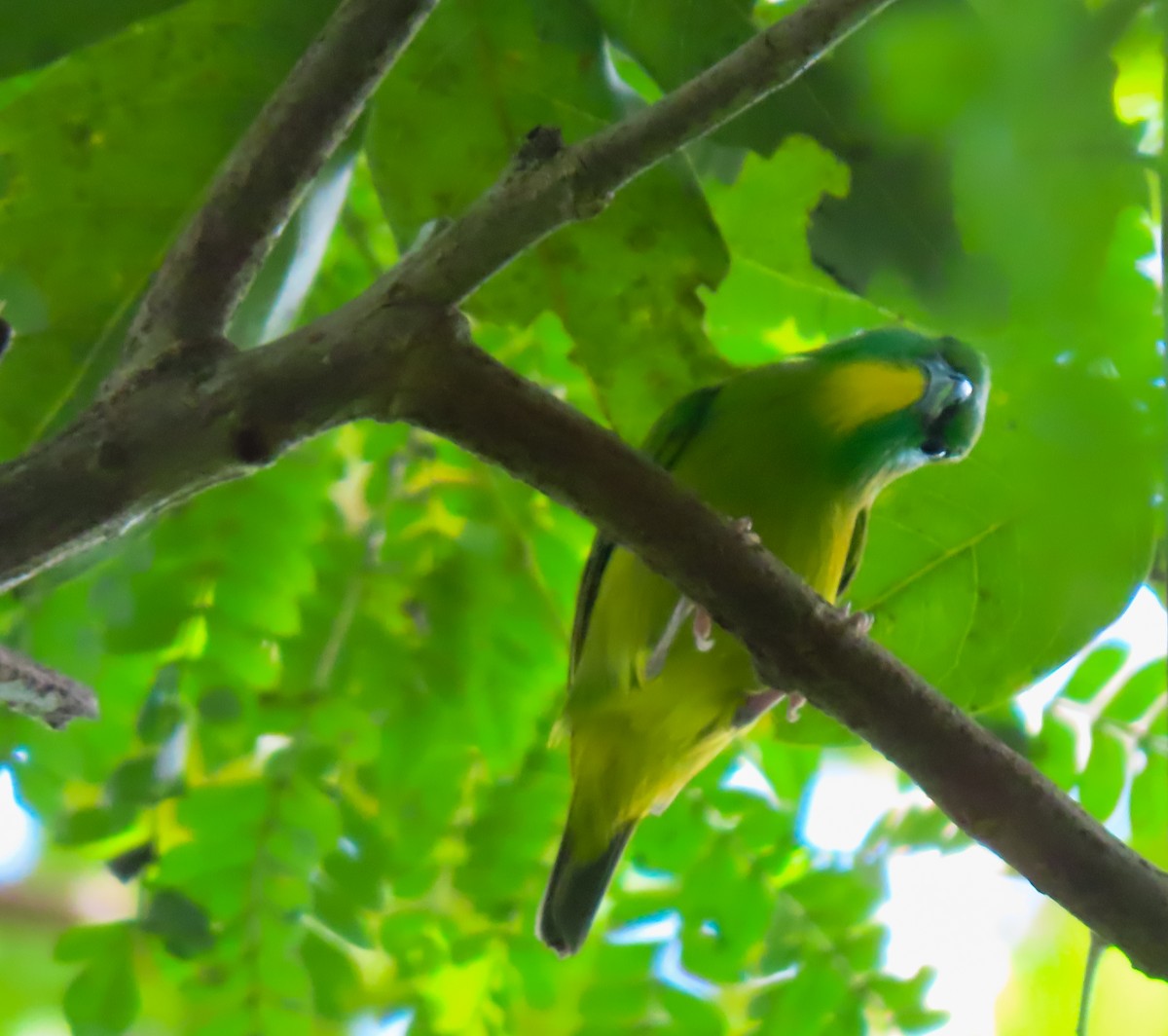 Green Shrike-Vireo - ML645977364