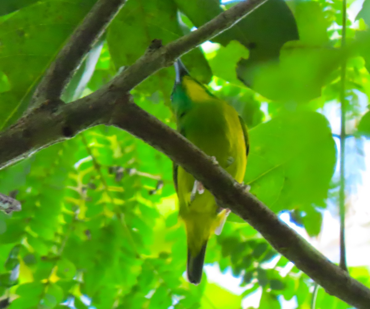 Green Shrike-Vireo - ML645977365
