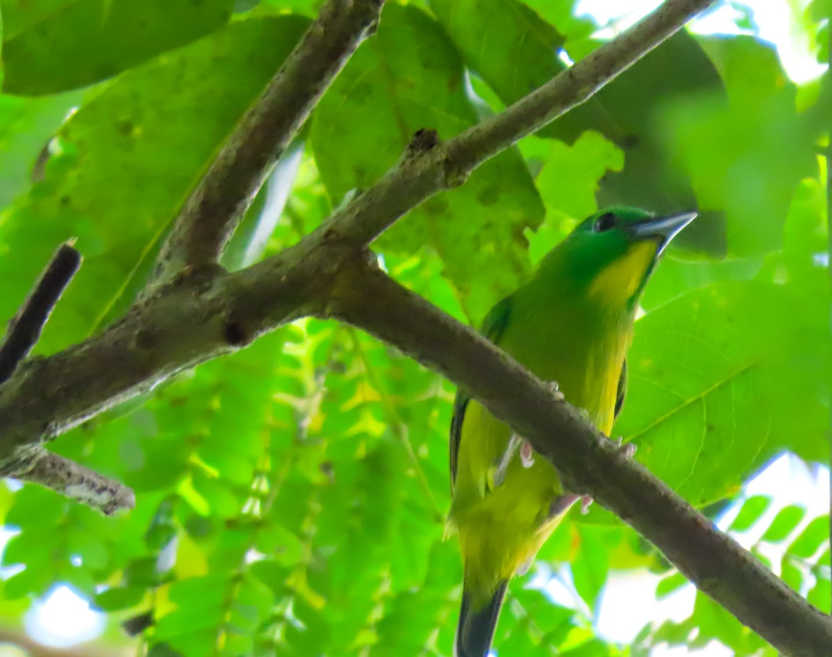 Green Shrike-Vireo - ML645977366