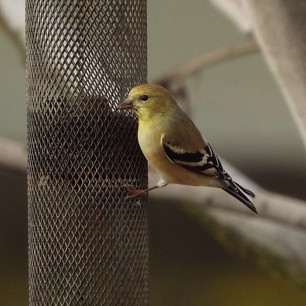 čížek žlutý - ML645977367