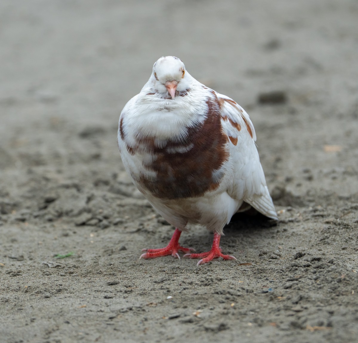 Haitz-usoa (etxekoa) - ML645977372