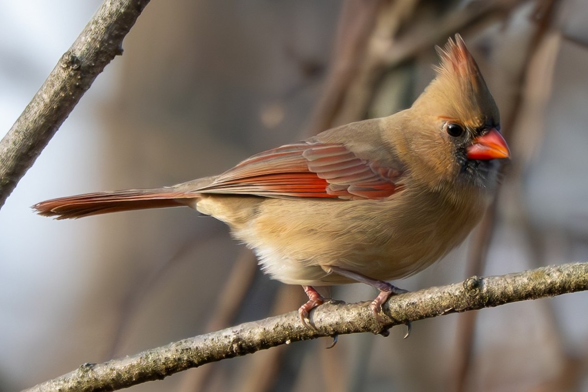 rødkardinal - ML645977375