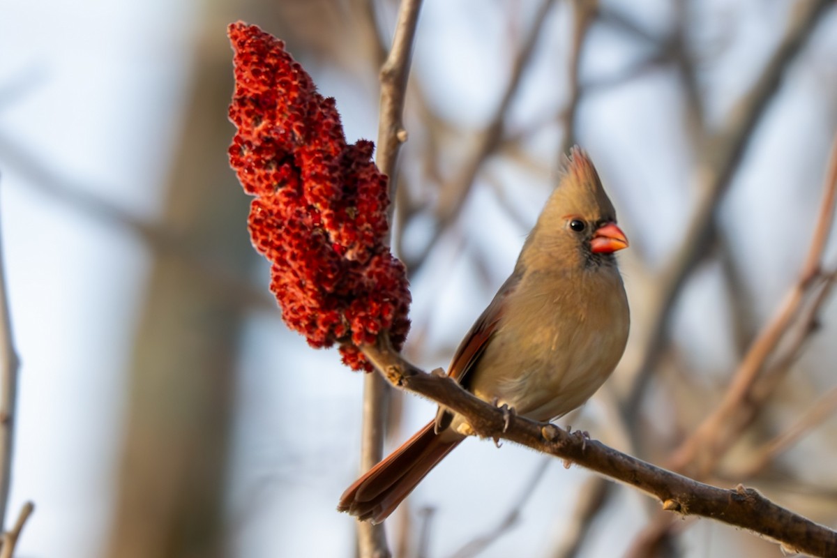 rødkardinal - ML645977377