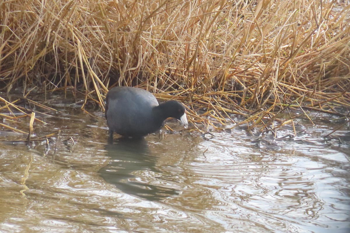 American Coot - ML645977379