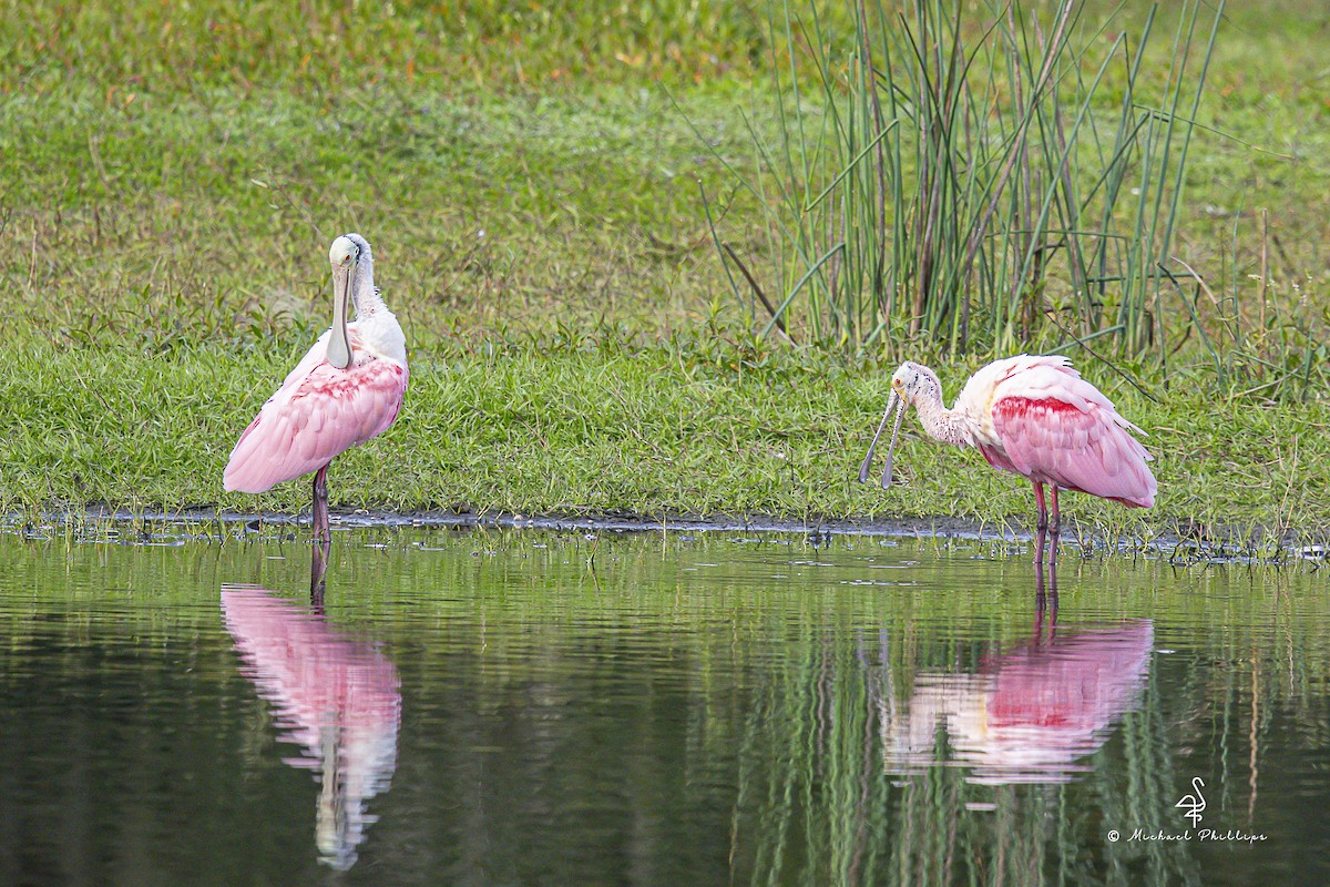 Rosalöffler - ML645977381