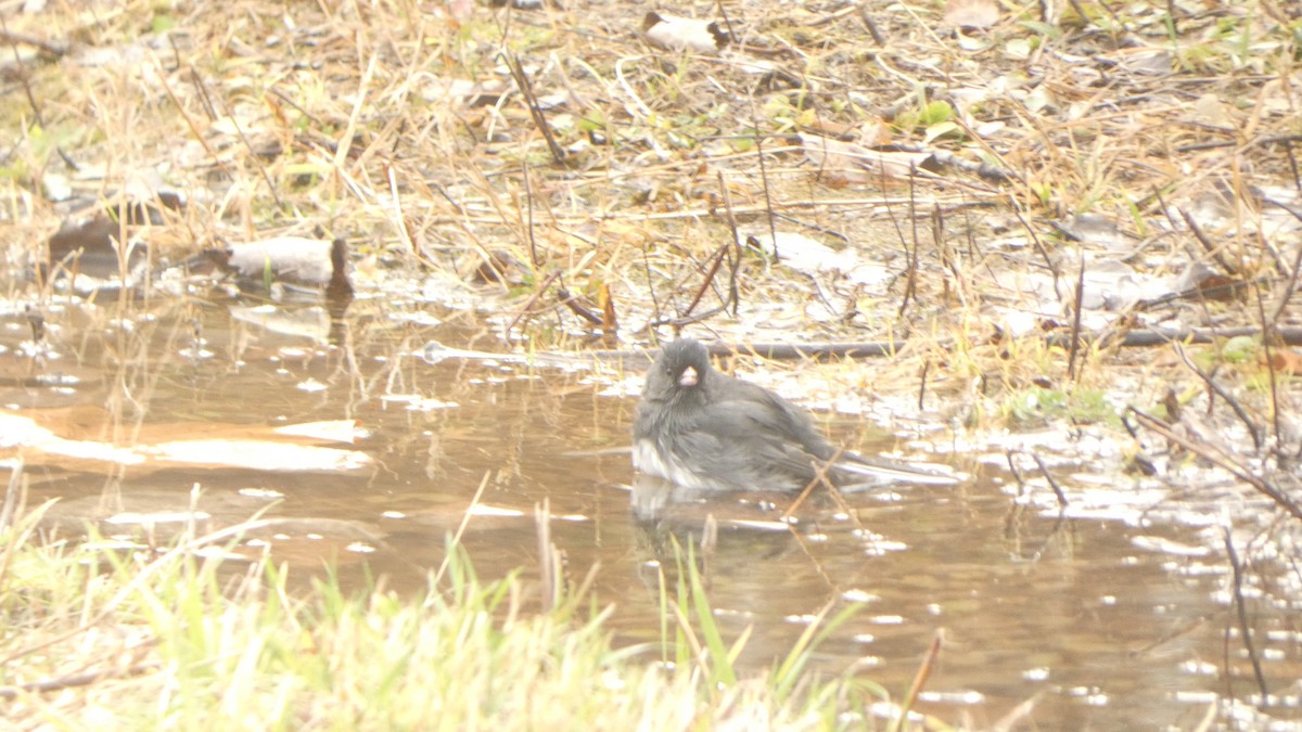 Dark-eyed Junco - ML645977388