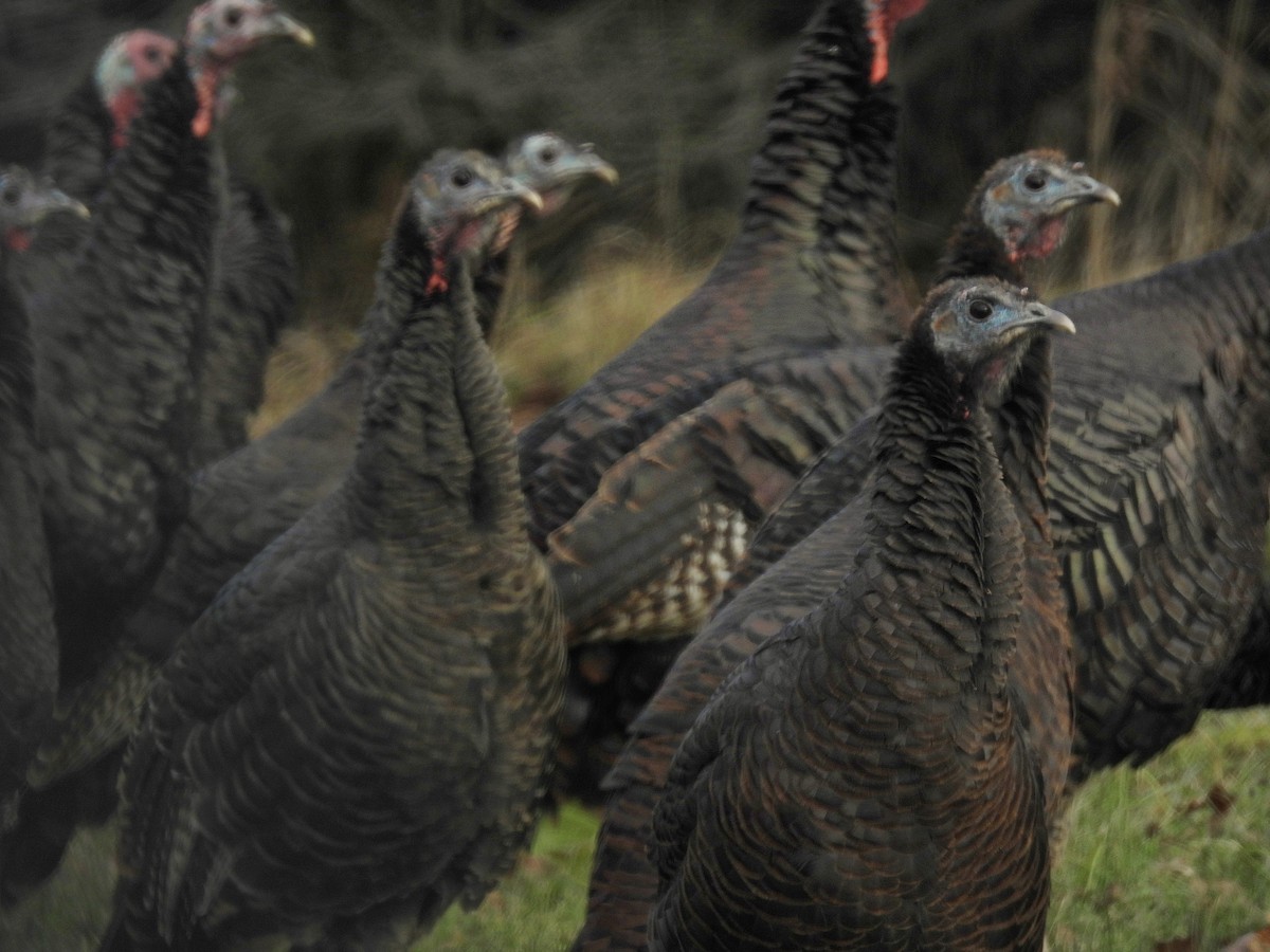 Wild Turkey - ML645977394