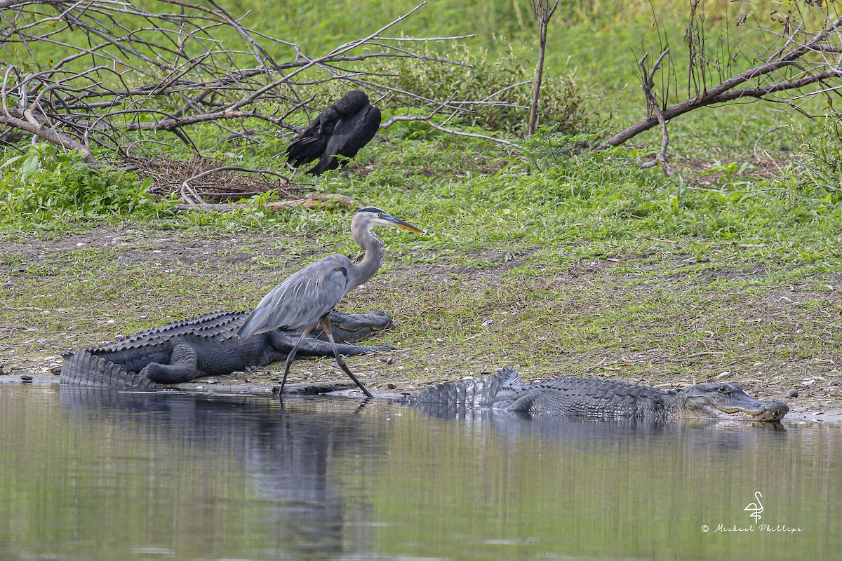 Great Blue Heron - ML645977395