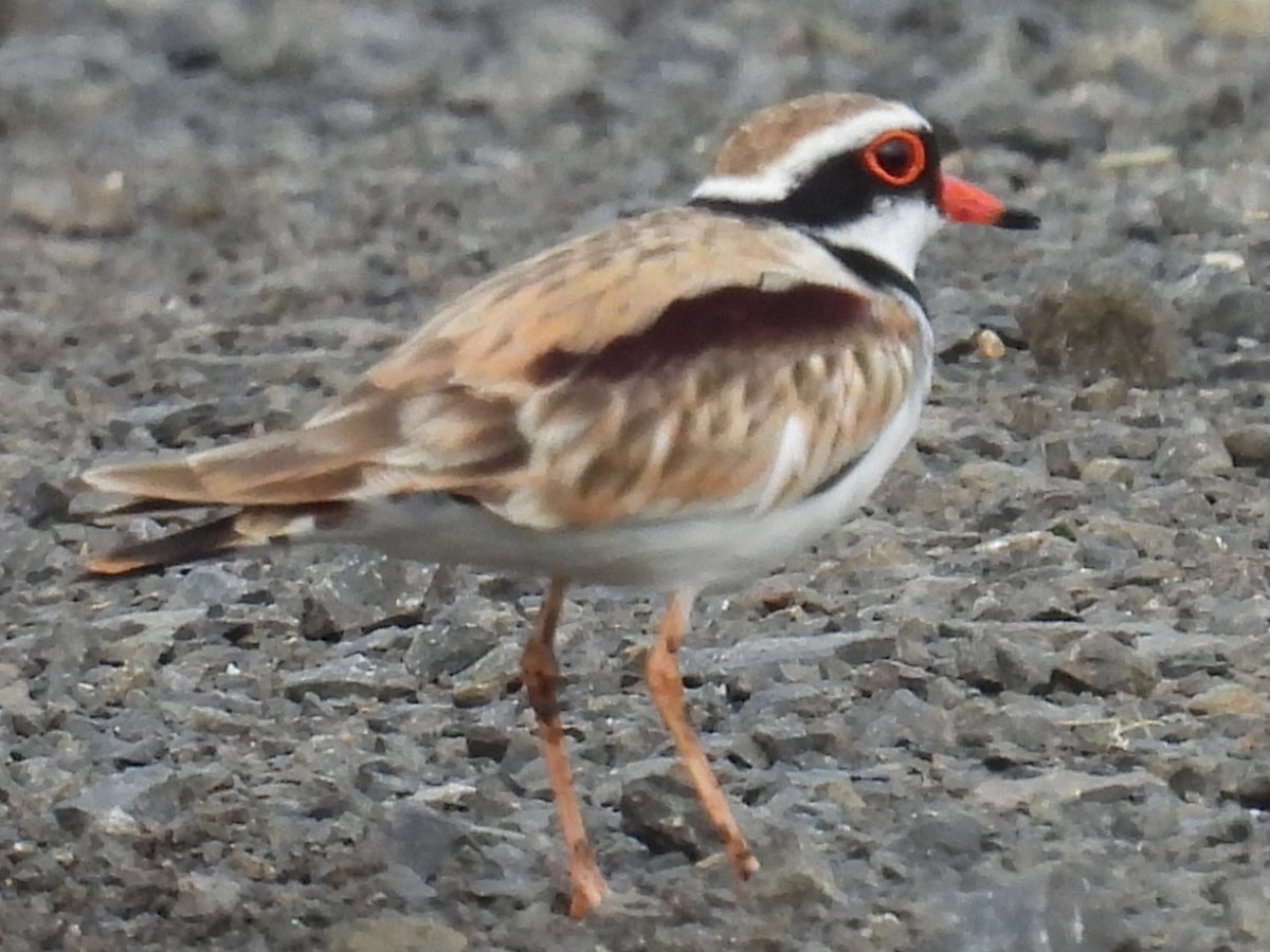Black-fronted Dotterel - ML645977396