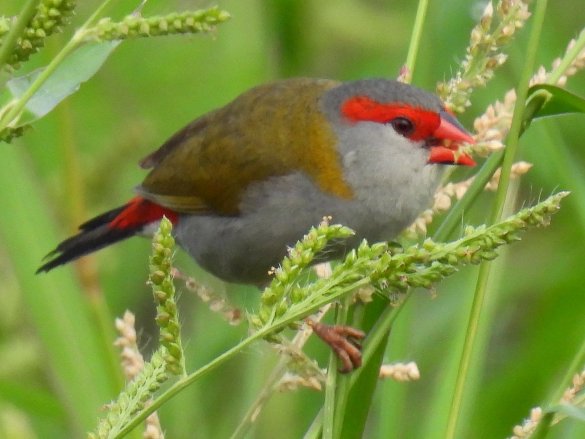 Red-browed Firetail - ML645977400