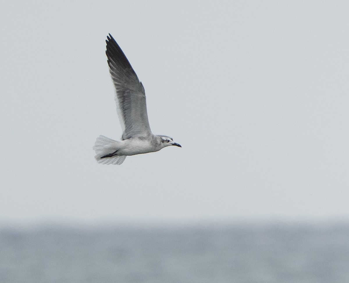 Laughing Gull - ML645977401