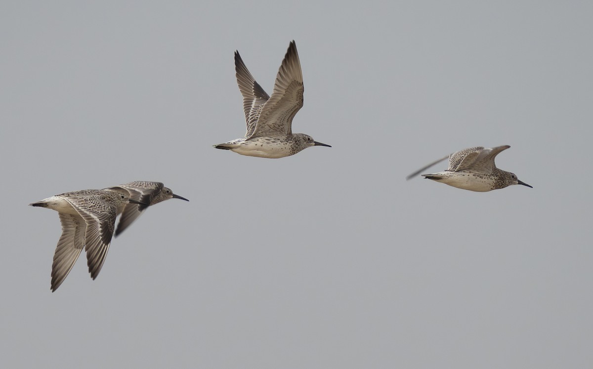 Great Knot - ML645977403