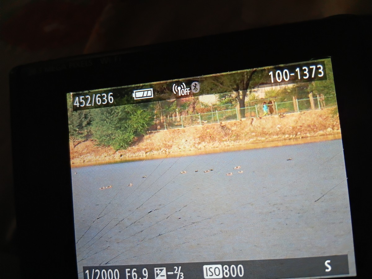 Indian Spot-billed Duck - ML645977404