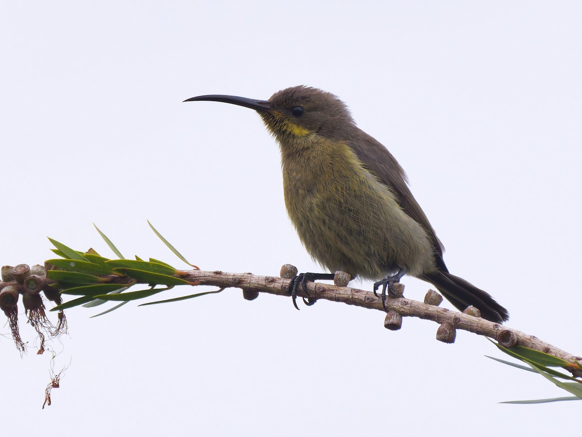 Malachite Sunbird - ML645977407