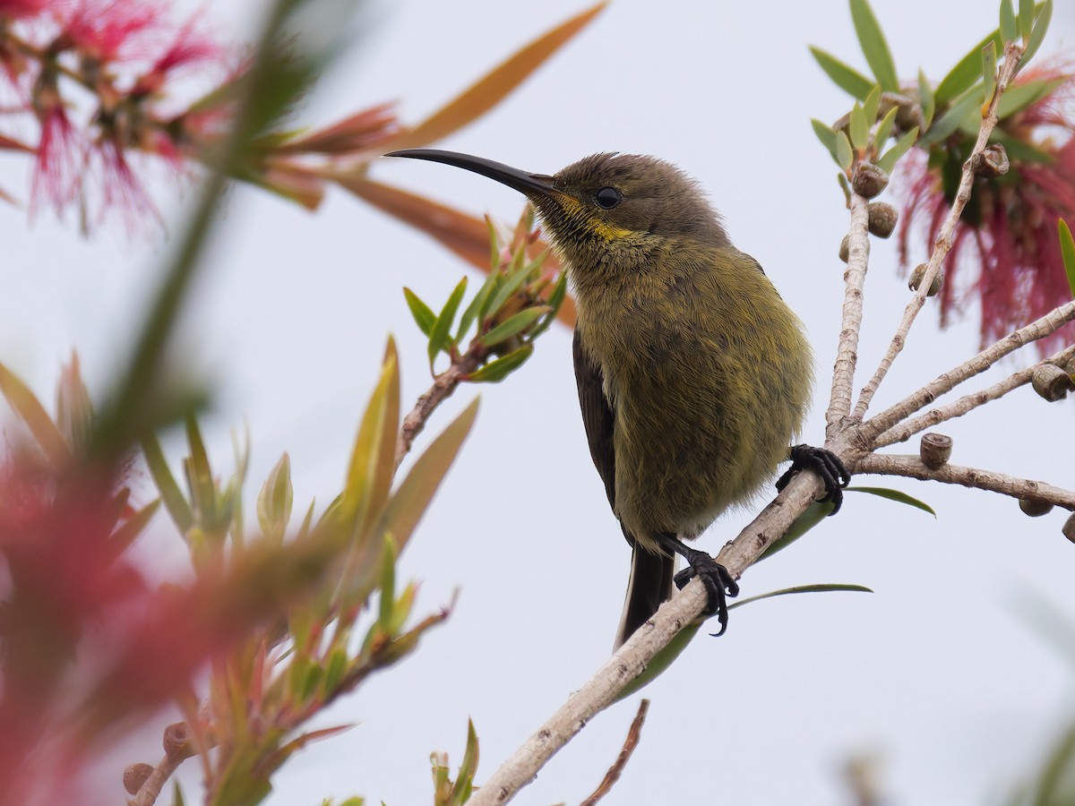 Malachite Sunbird - ML645977408