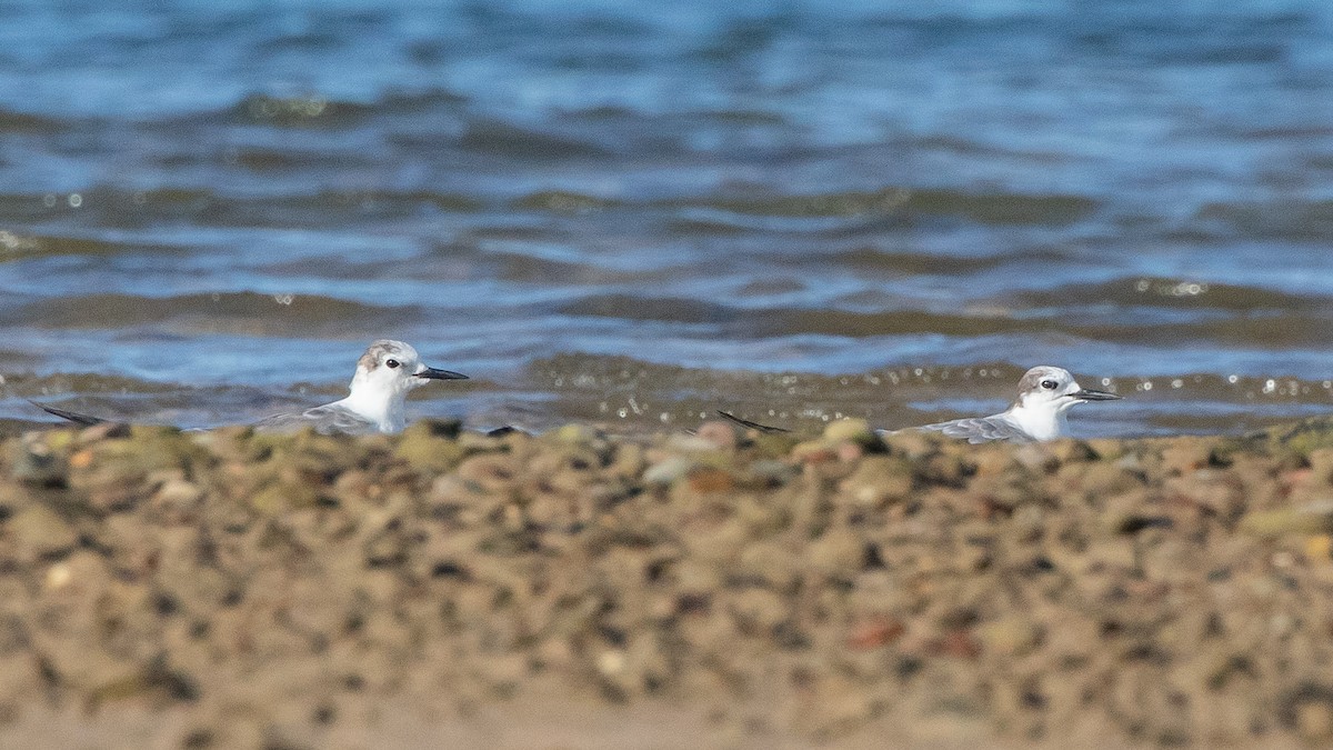 Aleutian Tern - ML645977411