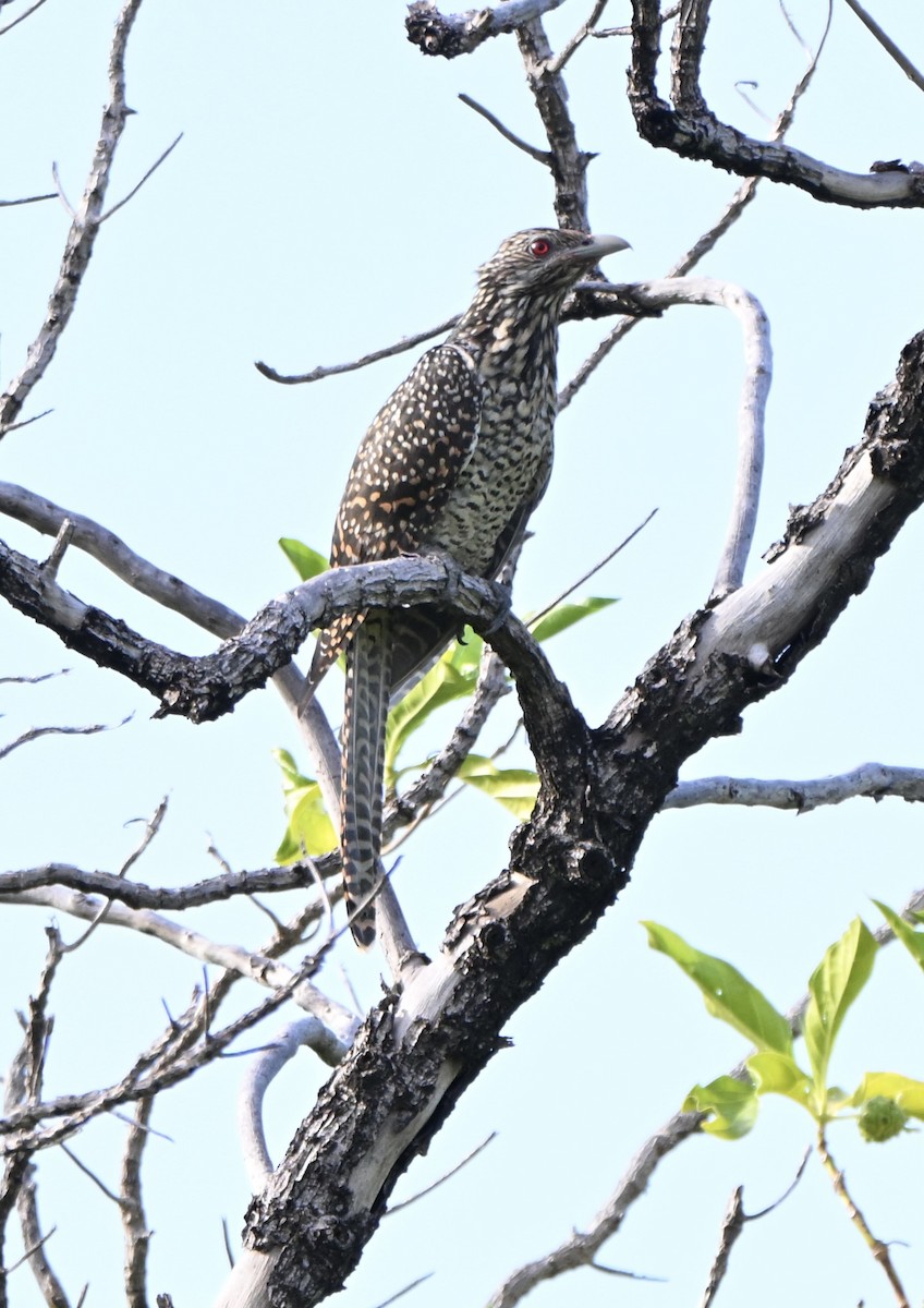 Asian Koel - ML645977414
