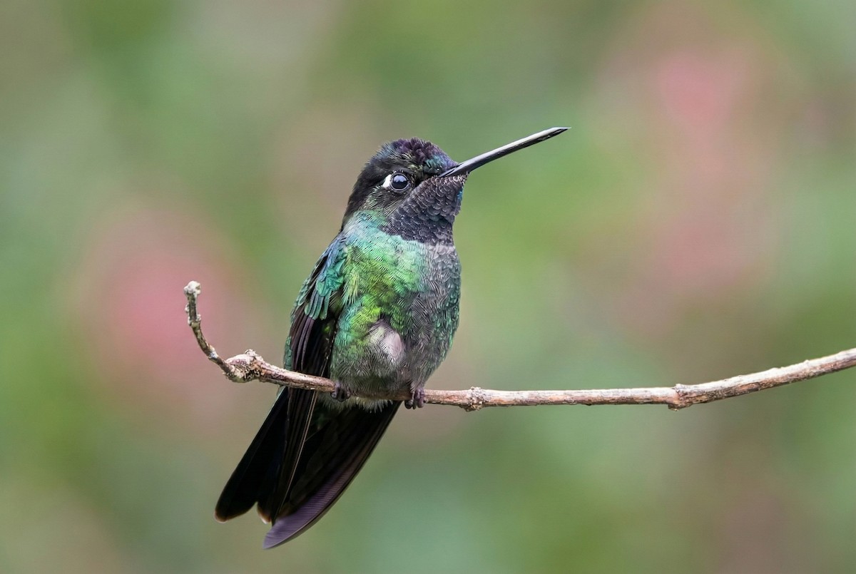 Talamanca Hummingbird - ML645977417