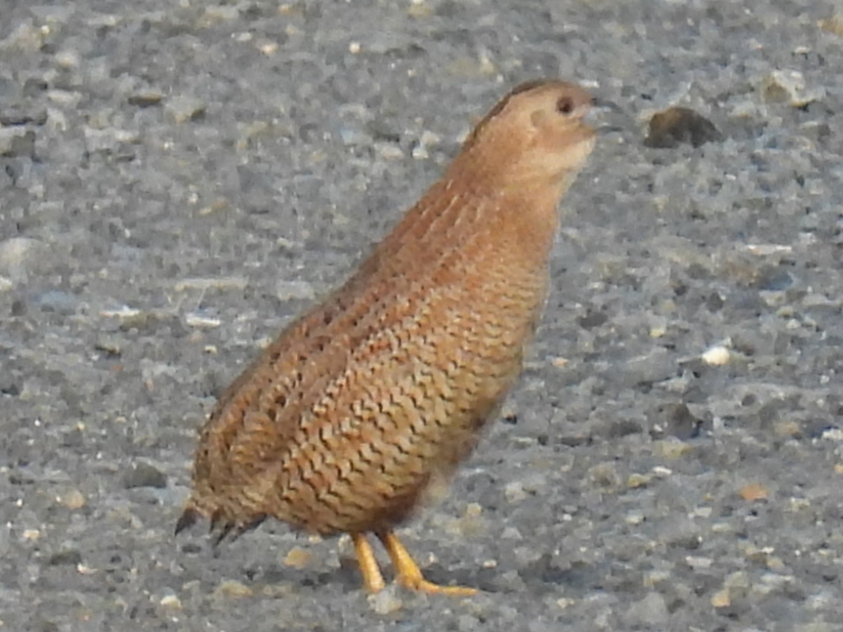 Brown Quail - ML645977418