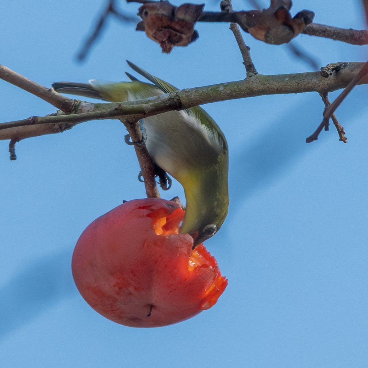Warbling White-eye - ML645977420